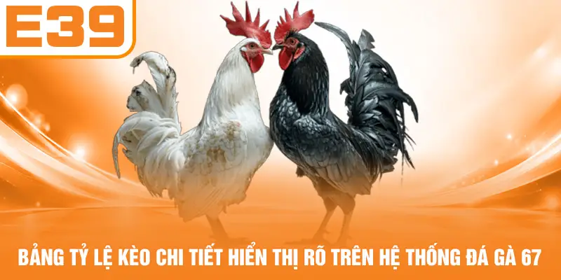 Bảng tỷ lệ kèo chi tiết hiển thị rõ trên hệ thống đá gà 67