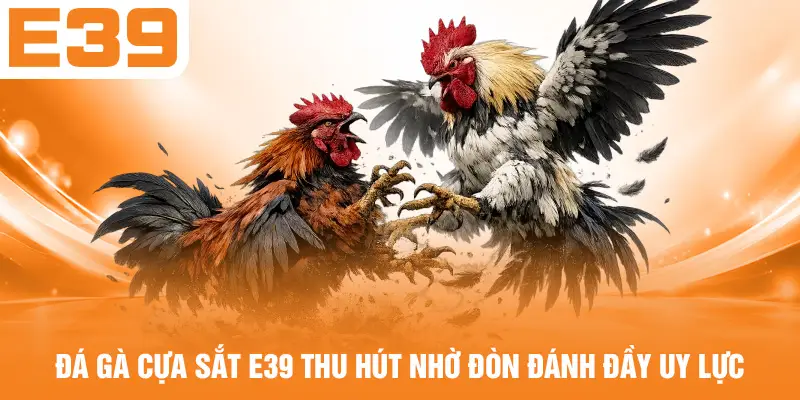Đá gà cựa sắt E39 thu hút nhờ đòn đánh đầy uy lực