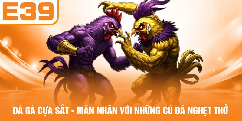 Đá Gà Cựa Sắt - Mãn Nhãn Với Những Cú Đá Nghẹt Thở