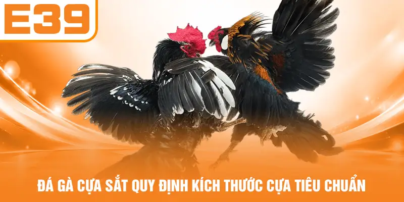 Đá gà cựa sắt quy định kích thước cựa tiêu chuẩn