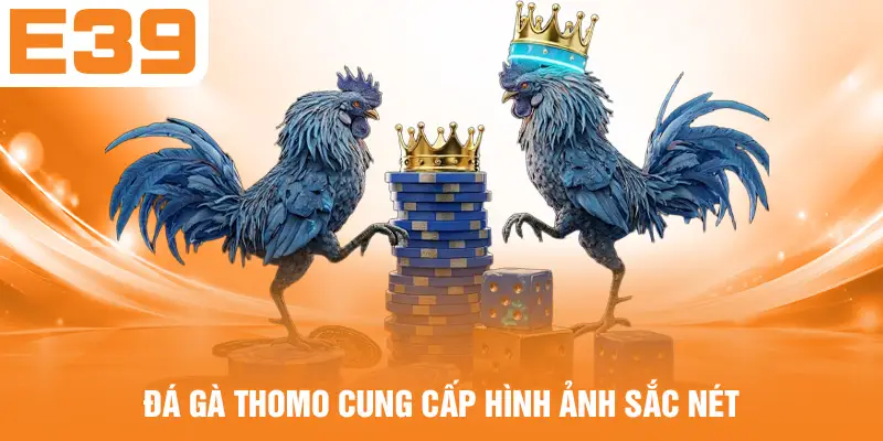 Đá gà Thomo cung cấp hình ảnh sắc nét
