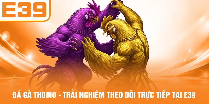 Đá Gà Thomo - Trải Nghiệm Theo Dõi Trực Tiếp Tại E39