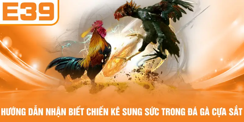 Hướng dẫn nhận biết chiến kê sung sức trong đá gà cựa sắt